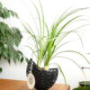 3d printed plant Capsule